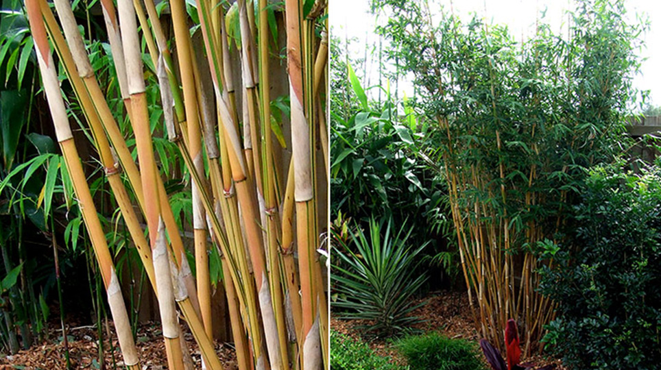 Alphonse Karr Bamboo available at Bamboo South Coast Exotic Plant Nursery